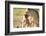 Lion with cub in mouth, Masai Mara, Kenya, East Africa, Africa-Karen Deakin-Framed Photographic Print