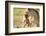 Lion with cub in mouth, Masai Mara, Kenya, East Africa, Africa-Karen Deakin-Framed Photographic Print