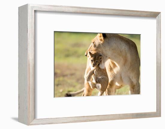 Lion with cub in mouth, Masai Mara, Kenya, East Africa, Africa-Karen Deakin-Framed Photographic Print