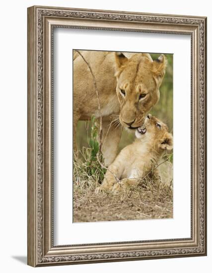 Lion with Young One, Maasai Mara Wildlife Reserve, Kenya-Jagdeep Rajput-Framed Photographic Print