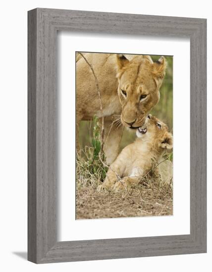 Lion with Young One, Maasai Mara Wildlife Reserve, Kenya-Jagdeep Rajput-Framed Photographic Print