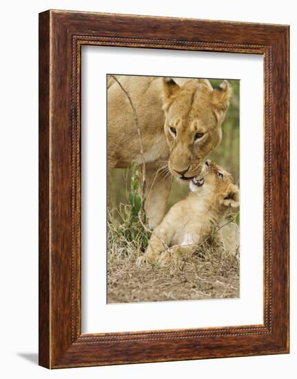 Lion with Young One, Maasai Mara Wildlife Reserve, Kenya-Jagdeep Rajput-Framed Photographic Print