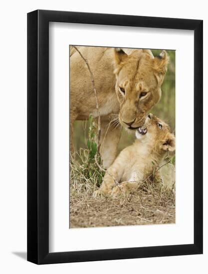 Lion with Young One, Maasai Mara Wildlife Reserve, Kenya-Jagdeep Rajput-Framed Photographic Print