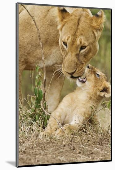 Lion with Young One, Maasai Mara Wildlife Reserve, Kenya-Jagdeep Rajput-Mounted Photographic Print