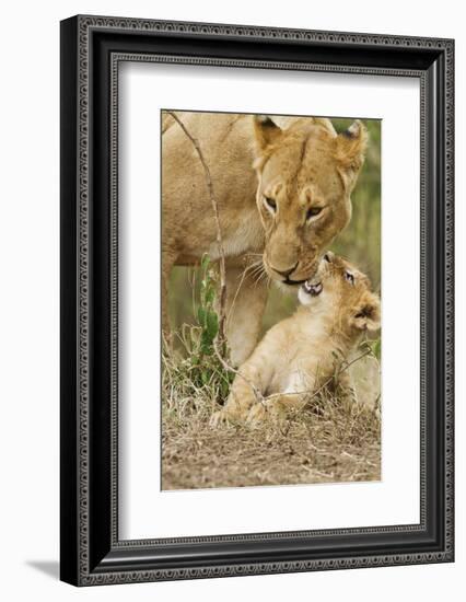 Lion with Young One, Maasai Mara Wildlife Reserve, Kenya-Jagdeep Rajput-Framed Photographic Print