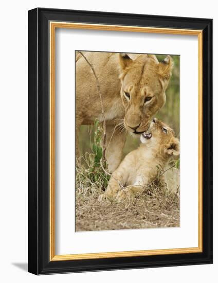 Lion with Young One, Maasai Mara Wildlife Reserve, Kenya-Jagdeep Rajput-Framed Photographic Print