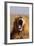 Lion Yawning-DLILLC-Framed Photographic Print