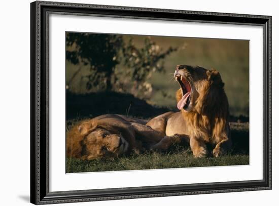 Lion Yawning-DLILLC-Framed Photographic Print