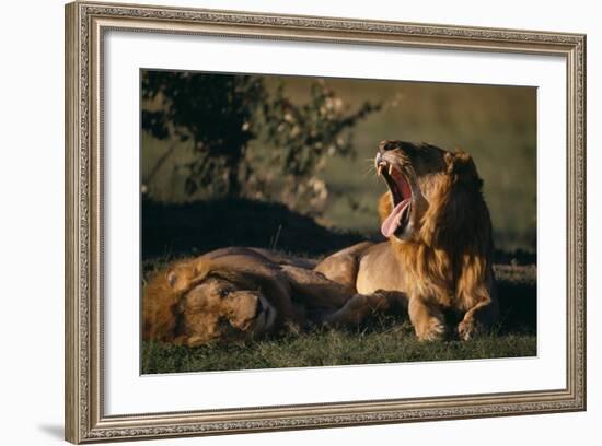 Lion Yawning-DLILLC-Framed Photographic Print