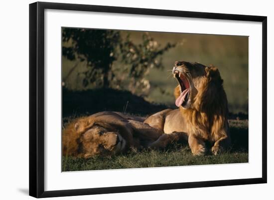 Lion Yawning-DLILLC-Framed Photographic Print