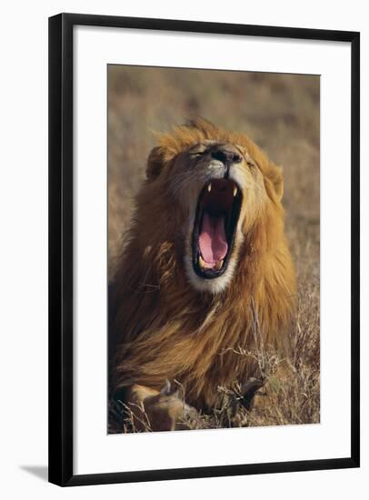 Lion Yawning-DLILLC-Framed Photographic Print