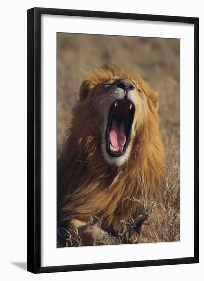 Lion Yawning-DLILLC-Framed Photographic Print