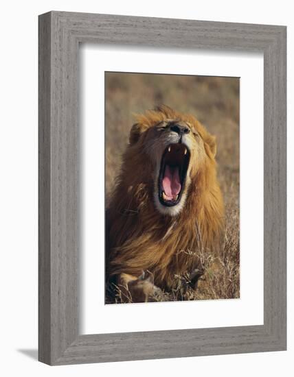 Lion Yawning-DLILLC-Framed Photographic Print