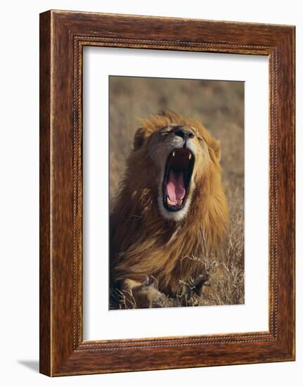 Lion Yawning-DLILLC-Framed Photographic Print