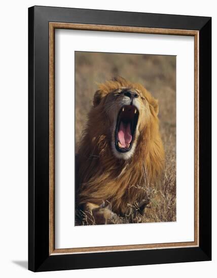 Lion Yawning-DLILLC-Framed Photographic Print