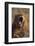 Lion Yawning-DLILLC-Framed Photographic Print