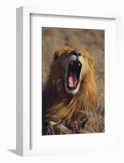 Lion Yawning-DLILLC-Framed Photographic Print