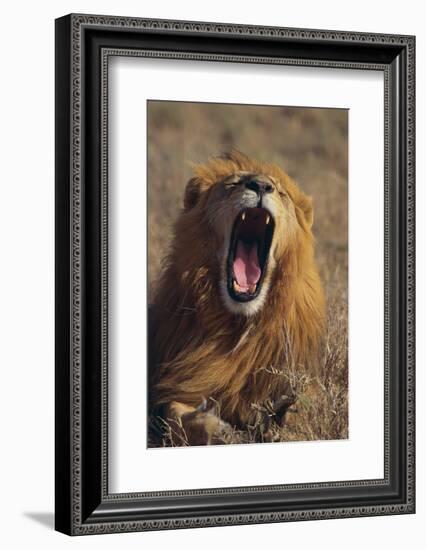 Lion Yawning-DLILLC-Framed Photographic Print