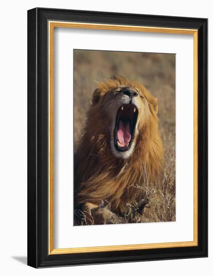 Lion Yawning-DLILLC-Framed Photographic Print