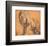 Lion-Peter Paul Rubens-Framed Art Print