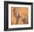 Lion-Peter Paul Rubens-Framed Art Print