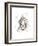 Lion-Philippe Debongnie-Framed Art Print