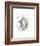 Lion-Philippe Debongnie-Framed Art Print