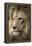 Lion-Linda Wright-Framed Premier Image Canvas