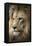 Lion-Linda Wright-Framed Premier Image Canvas