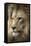 Lion-Linda Wright-Framed Premier Image Canvas