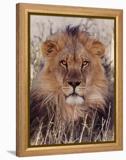 Lion-null-Framed Premier Image Canvas