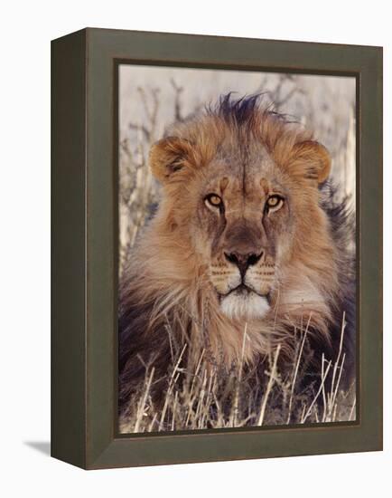 Lion-null-Framed Premier Image Canvas