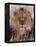 Lion-null-Framed Premier Image Canvas