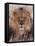 Lion-null-Framed Premier Image Canvas