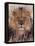 Lion-null-Framed Premier Image Canvas