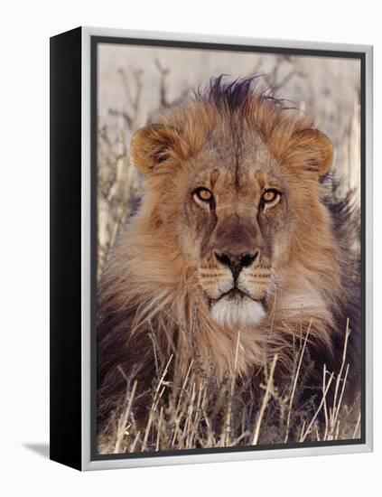 Lion-null-Framed Premier Image Canvas