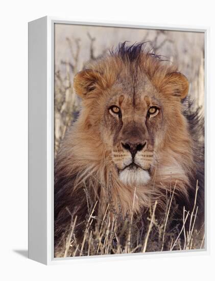 Lion-null-Framed Premier Image Canvas