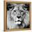 Lion-null-Framed Premier Image Canvas