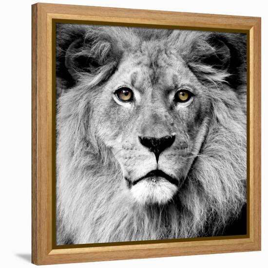 Lion-null-Framed Premier Image Canvas