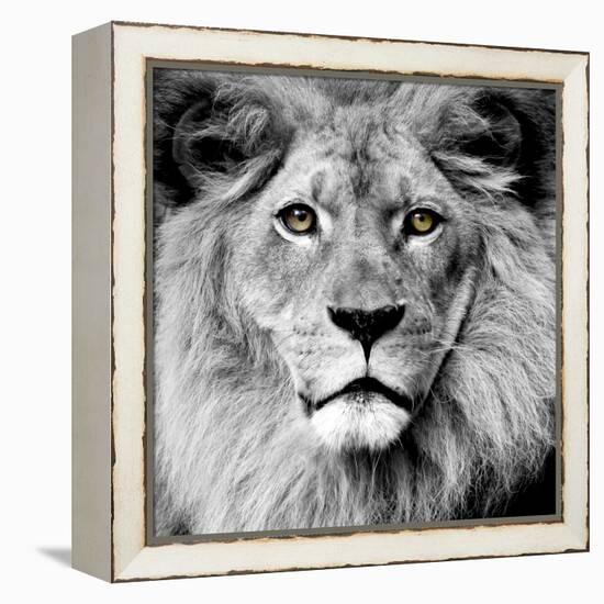Lion-null-Framed Premier Image Canvas