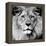 Lion-null-Framed Premier Image Canvas