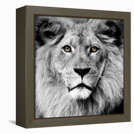 Lion-null-Framed Premier Image Canvas