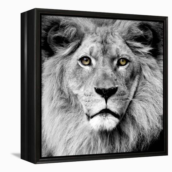 Lion-null-Framed Premier Image Canvas