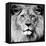 Lion-null-Framed Premier Image Canvas