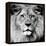 Lion-null-Framed Premier Image Canvas