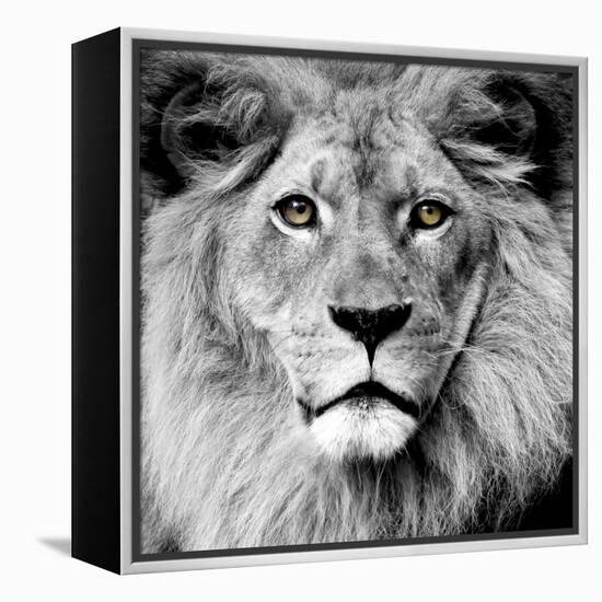 Lion-null-Framed Premier Image Canvas