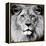 Lion-null-Framed Premier Image Canvas