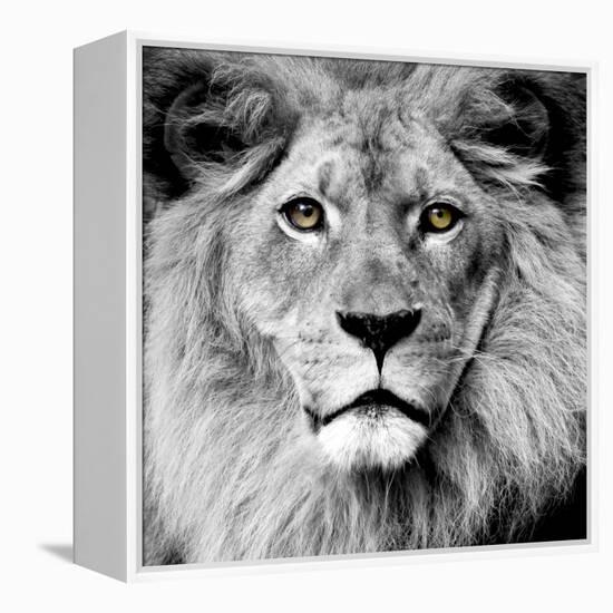 Lion-null-Framed Premier Image Canvas