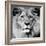 Lion-null-Framed Premium Photographic Print