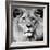 Lion-null-Framed Premium Photographic Print